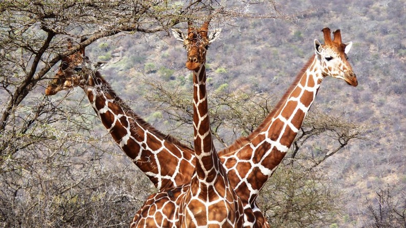 A Three Headed Giraffe (Tony Murtagh, Comedy Wildlife Photography Awards)